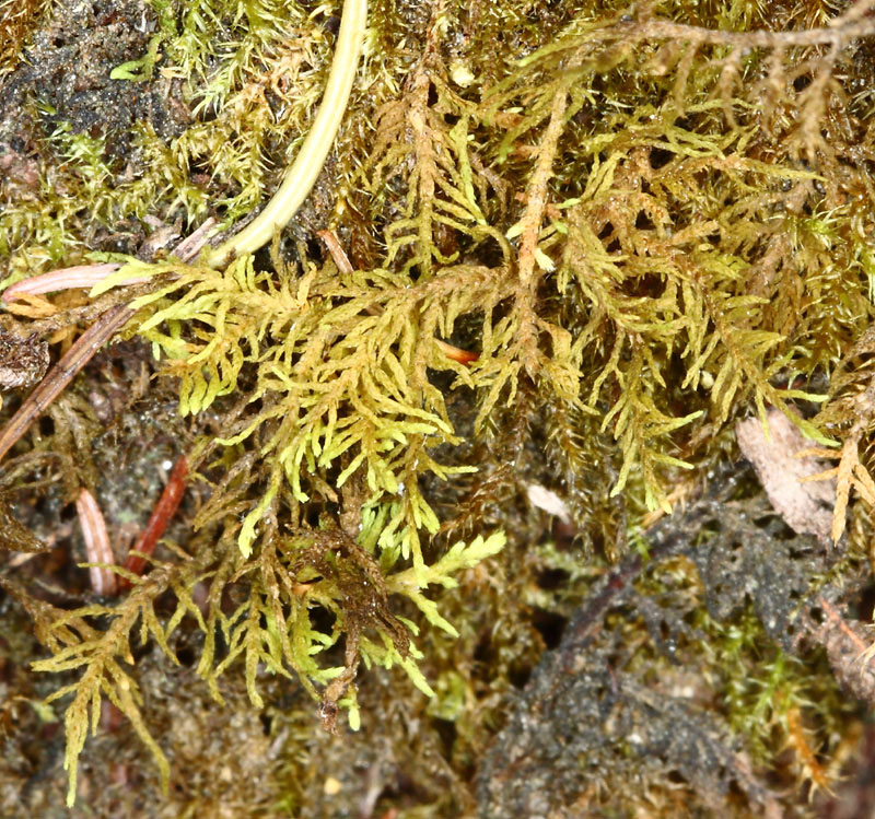 Thuidium assimile